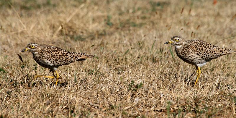 Twee dikkoppe hardloop.jpg - Die twee dikkoppe lei jou weg van die nes af. Burhinus capensis 43cm